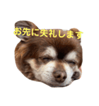 こてつの日常スタンプ（お仕事編）（個別スタンプ：11）