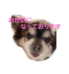 こてつの日常スタンプ（お仕事編）（個別スタンプ：22）