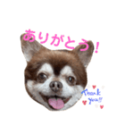 こてつの日常スタンプ。ver2（個別スタンプ：1）