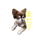 こてつの日常スタンプ。ver2（個別スタンプ：10）