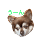 こてつの日常スタンプ。ver2（個別スタンプ：11）