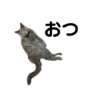 灰猫とろみ（個別スタンプ：1）