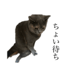 灰猫とろみ（個別スタンプ：4）
