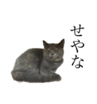 灰猫とろみ（個別スタンプ：6）