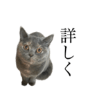 灰猫とろみ（個別スタンプ：17）