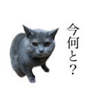 灰猫とろみ（個別スタンプ：19）