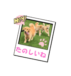 桃＆福＆金（個別スタンプ：19）