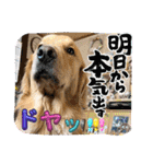 桃＆福＆金（個別スタンプ：37）