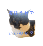 QUEUE猫たくさんスタンプ（個別スタンプ：2）