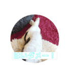 QUEUE猫たくさんスタンプ（個別スタンプ：3）