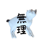 QUEUE猫たくさんスタンプ（個別スタンプ：4）