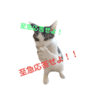 QUEUE猫たくさんスタンプ（個別スタンプ：5）