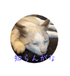 QUEUE猫たくさんスタンプ（個別スタンプ：7）