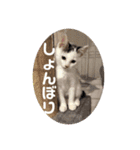 QUEUE猫たくさんスタンプ（個別スタンプ：11）