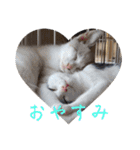 QUEUE猫たくさんスタンプ（個別スタンプ：12）