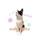 QUEUE猫たくさんスタンプ（個別スタンプ：13）