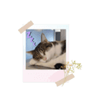 QUEUE猫たくさんスタンプ（個別スタンプ：14）