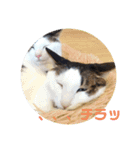 QUEUE猫たくさんスタンプ（個別スタンプ：15）