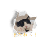 QUEUE猫たくさんスタンプ（個別スタンプ：16）