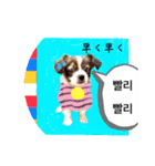 わんちゃんの癒される韓国語と日本語（個別スタンプ：4）