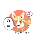 わんちゃんの癒される韓国語と日本語（個別スタンプ：8）