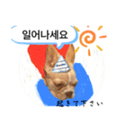 わんちゃんの癒される韓国語と日本語（個別スタンプ：11）