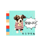 わんちゃんの癒される韓国語と日本語（個別スタンプ：13）