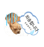 わんちゃんの癒される韓国語と日本語（個別スタンプ：14）