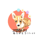わんちゃんの癒される韓国語と日本語（個別スタンプ：19）
