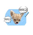 わんちゃんの癒される韓国語と日本語（個別スタンプ：23）