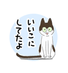 猫のせいちゃんの日常スタンプ（個別スタンプ：5）