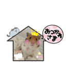 ハムスターのリックたん。（個別スタンプ：1）