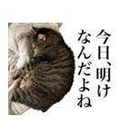 猫のような大きな何か（個別スタンプ：7）