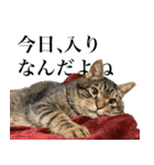 猫のような大きな何か（個別スタンプ：8）