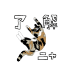 三毛猫めめ（個別スタンプ：12）