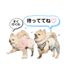 ロイ＆シェリ③（個別スタンプ：2）