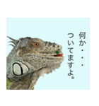 イグアナのオルフェ2023夏（個別スタンプ：13）