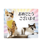 毎日使える！可愛すぎる白猫の敬語スタンプ（個別スタンプ：11）