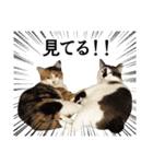 毎日使える！可愛すぎる白猫の敬語スタンプ（個別スタンプ：33）