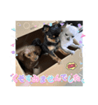 ドジっ子みーちゃん（個別スタンプ：9）