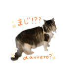 よねざわ家の楽しい猫スタンプ2イタリア語（個別スタンプ：38）