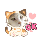 保護猫のほっこりスタンプ（個別スタンプ：1）
