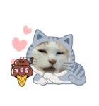 保護猫のほっこりスタンプ（個別スタンプ：2）