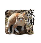 保護猫のほっこりスタンプ（個別スタンプ：4）