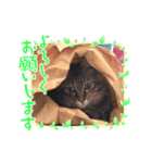 保護猫のほっこりスタンプ（個別スタンプ：6）