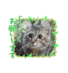 保護猫のほっこりスタンプ（個別スタンプ：7）