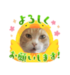 保護猫のほっこりスタンプ（個別スタンプ：8）