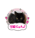 保護猫のほっこりスタンプ（個別スタンプ：10）