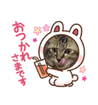 保護猫のほっこりスタンプ（個別スタンプ：11）