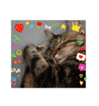 保護猫のほっこりスタンプ（個別スタンプ：12）
